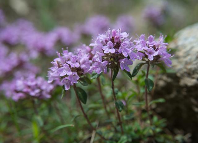 Čudotvorna majčina dušica